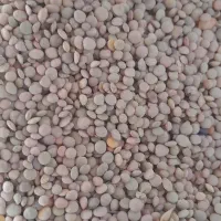 عدس درجه یک به مقدار ۴۰۰ کیلو ونخود ۳۰۰ کیلو