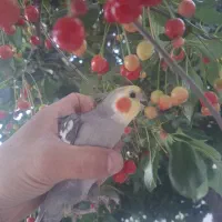 طوطی فروشی ملنگو برزیلی کاسکو لوتینو عروس