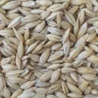 جو بذری صحرا