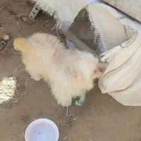 سگ پاپی|سگ|لاران, |دیوار