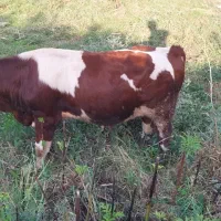 گوساله سمینتال ۱۱ماهه