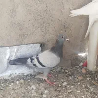 چند تا کفتر گرفتنی