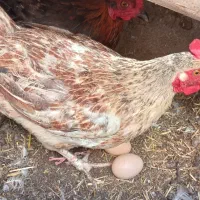 هفت عدد مرغ تخم گذارودوعددنیمچه خروس