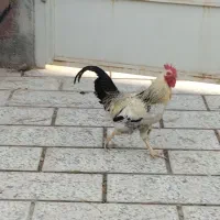 مرغ وخروس