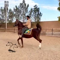 شخصی|اسب و تجهیزات اسبسواری|دزفول, |دیوار