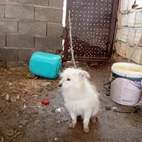 سگ پامر سفید