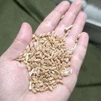 2 تن گندم سارنگ تناژ بالا