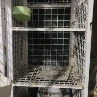 گنجه جفتی قفس کبوتر پرنده