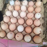 تخم مرغ محلی نوک زده