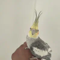 عروس هلندی