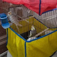 عروس هلندی ۳و1ماهه