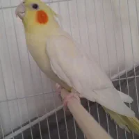 عروس هلندی ماده