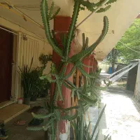 کاکتوس شاخ گوزنی