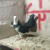 کفتر پرشی بلند
