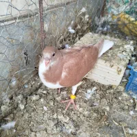 جوجه کبوتر