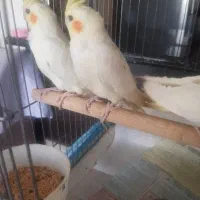 عروس هلندی