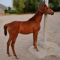 اسب کره مادیون