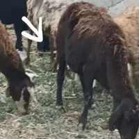 گوسفد