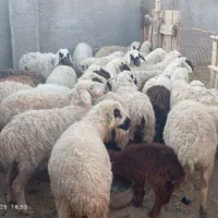 تعدادی میش زاییده و آبستن