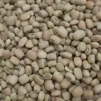 لوبیا پلویی یکدست و تمیز