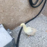 جوجه طاووس بیست روزه