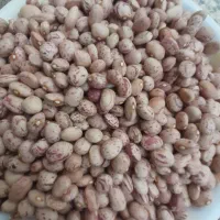 لوبیا تمیز مال امسال