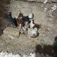 طاقی وکفترشامی