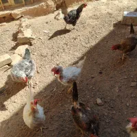 مرغ محلی تخم گذار