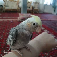 عروس هلندی گم شده
