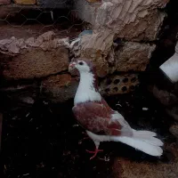 کبوتر بوم