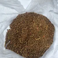 یک کیلو غذای درجه یک ماهی گوشتخوار