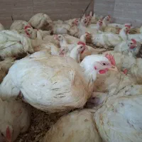 مرغ زنده با کالابرگ