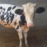 گوساله