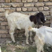 بزپاکستانی ۱۲راس اصل