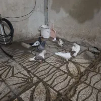 کبوتر ناسخت