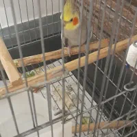 عروس هلندی نر بالغ سخنگو