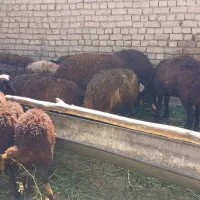 بره نرو ماده