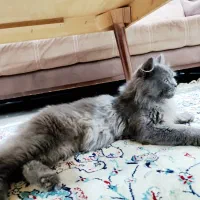 گربه نر بریتیش لانگ هیر