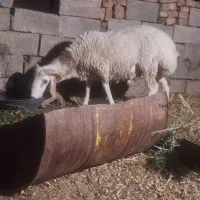 گوسفند