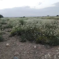 زمین کشاورزی