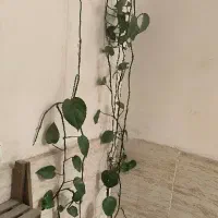 گل پتوس توافقی
