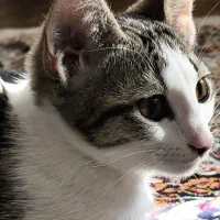 واگذاری دو تا بچه گربه dsh