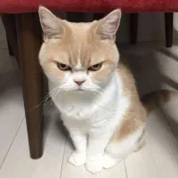 گربه