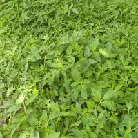 شثیل گوجه پهترین رجیستون