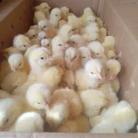 جوجه گوشتی راس درجه یک