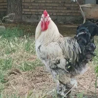 خروسها زیبای وجوان برهما خوش رنگ