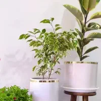 سانسوریا.چمن کالیستا.برگ بیدی