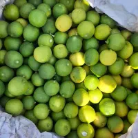 ویژه رایگان شستوشو و ابگیری لیموترش رایگان