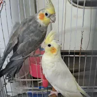 یک جفت عروس هلندی نر و ماده