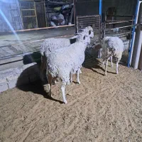 سه عدد لاکن